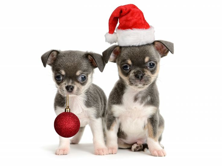 Christmas Day Chihuahua Dogs Photo And Wallpaper Beautiful