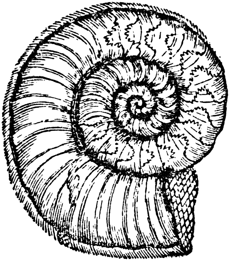 Ammonite Lg Wallpaper