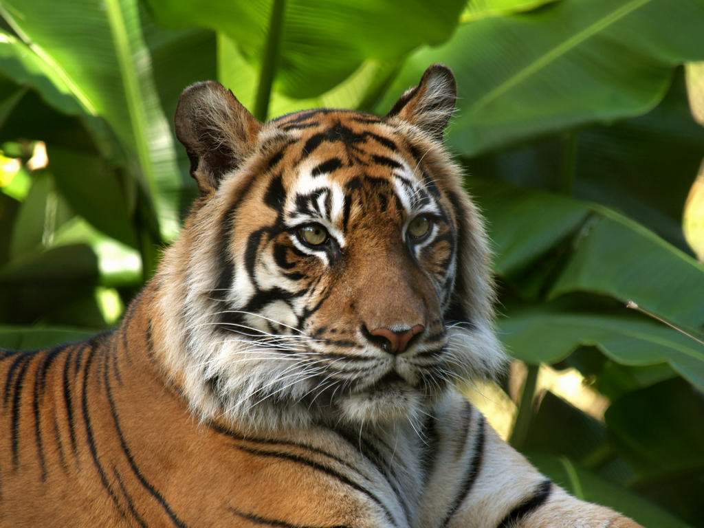 Animal Wallpaper Tiger