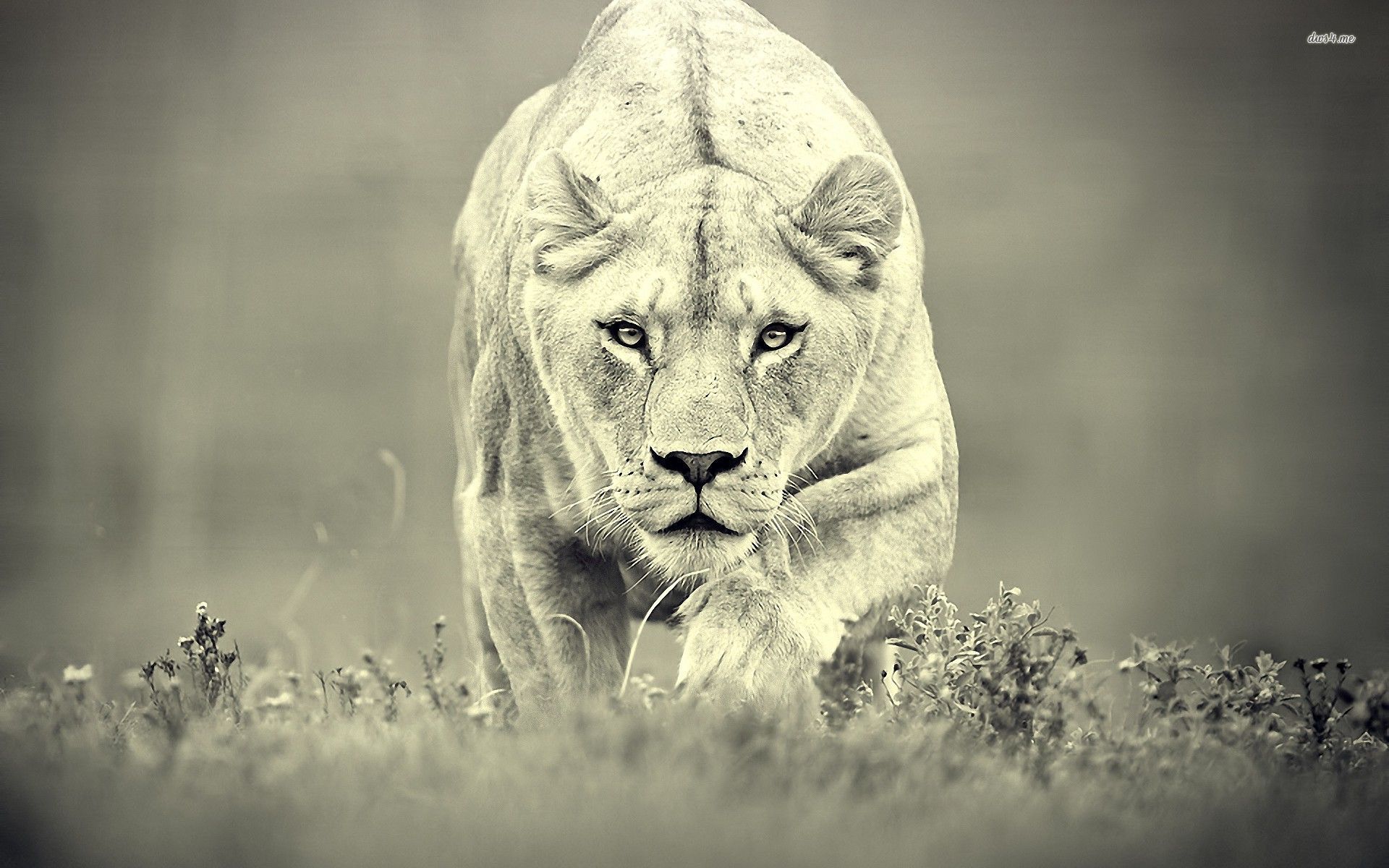 Lioness Hunting Wallpaper Animal