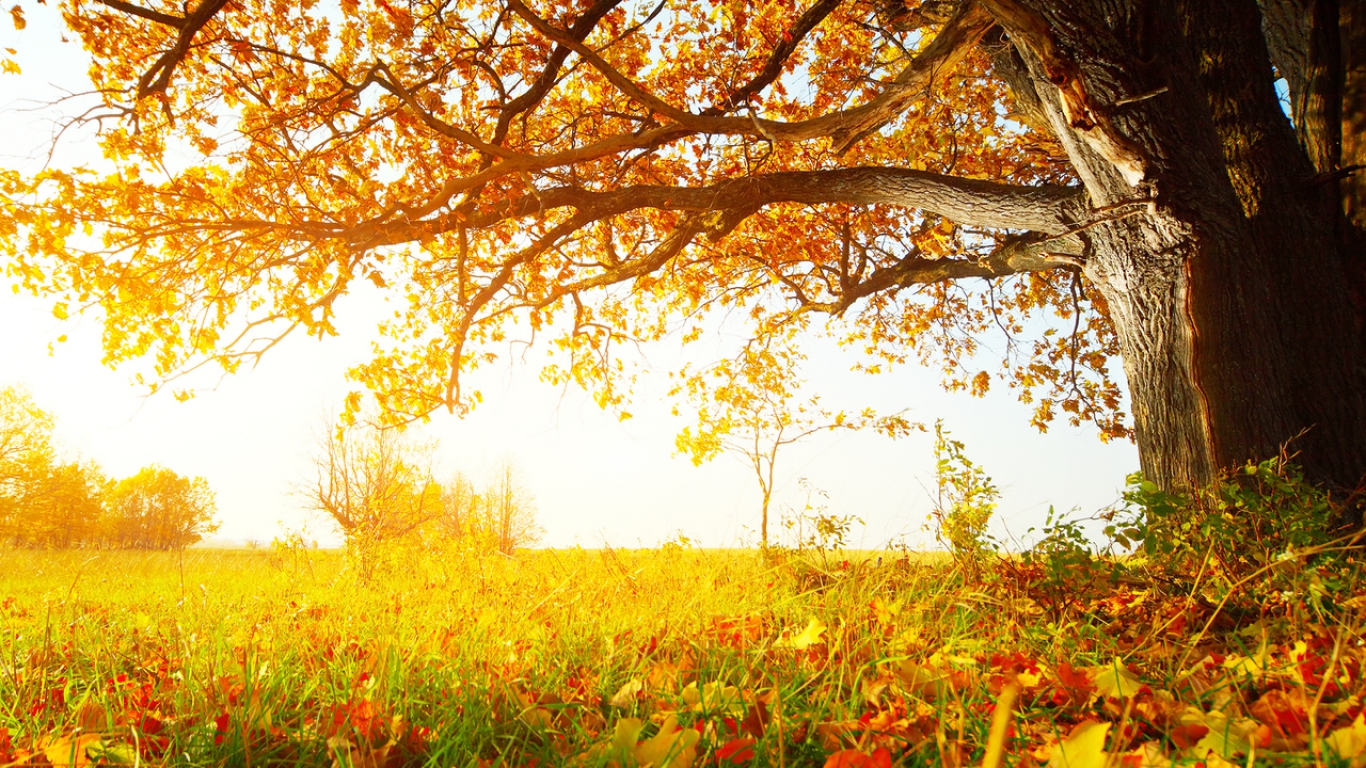 Url Picswallpaper Awesome Autumn Wallpaper