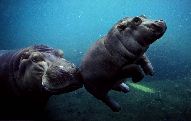 Baby Hippo Babies Mother Creature Babyhippo Animals Things