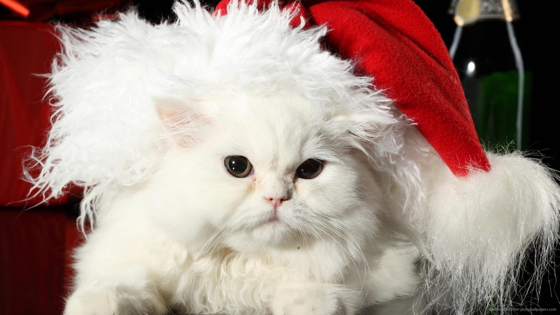 christmas wallpaper holidays cat white 1920x1080