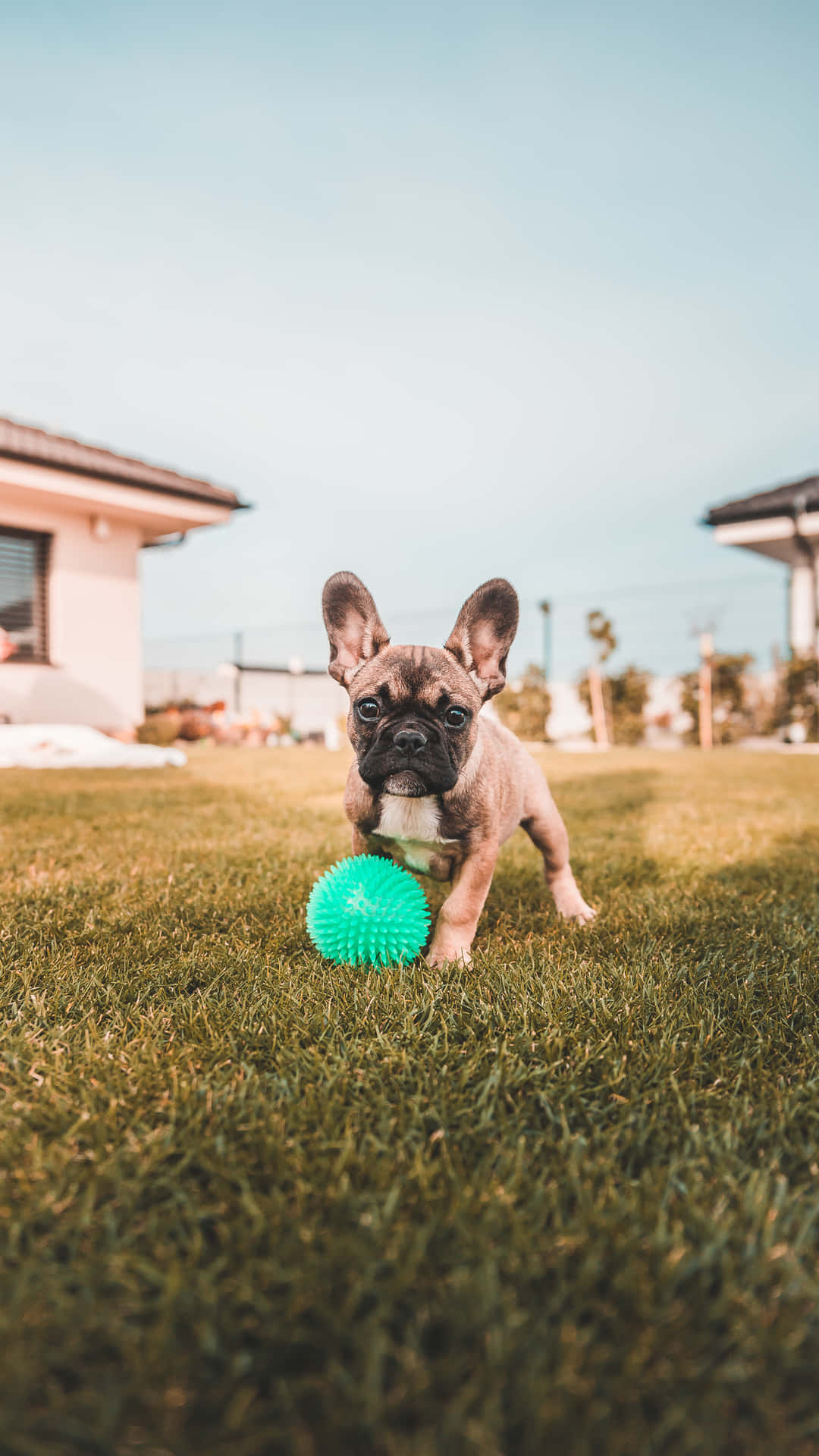 French Bulldog Wallpaper