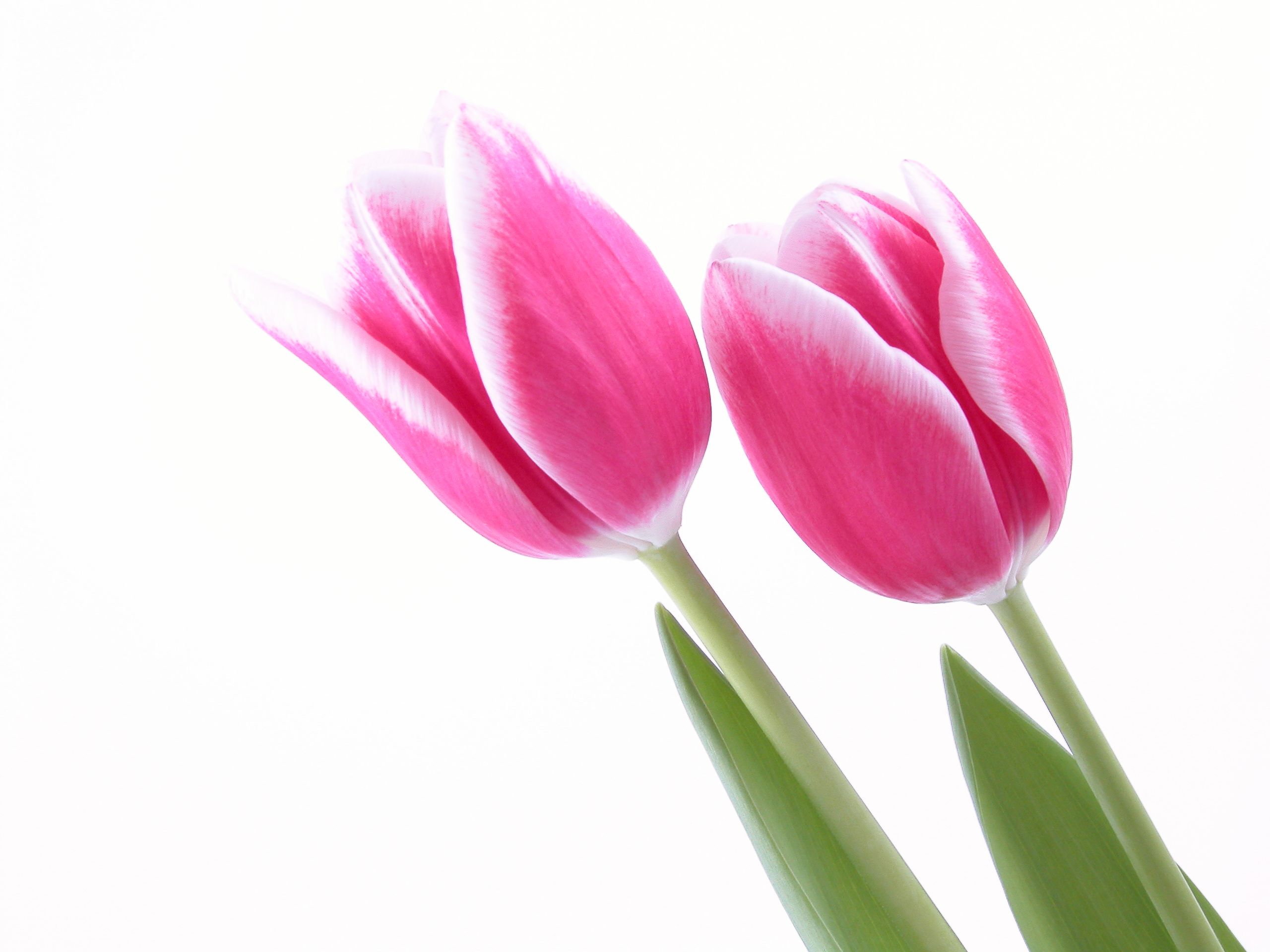 Tulips Pink Flower Wallpaper Photography Image