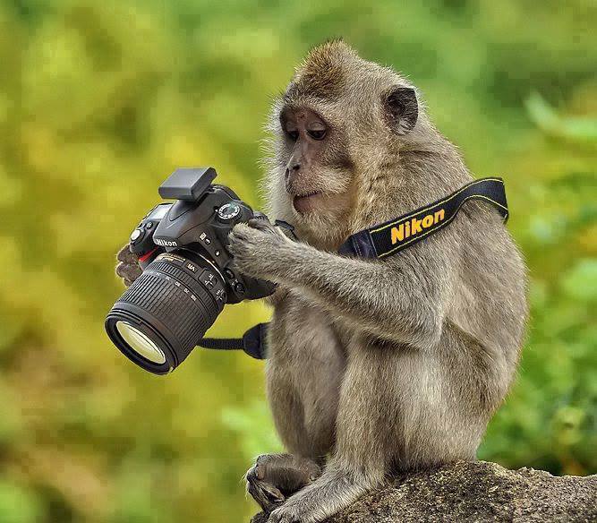 Funny Monkey And Camera Wallpaper Unique HD