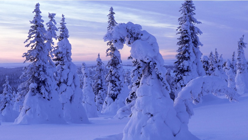 Windows Background Snow Covered Trees Wallpaper