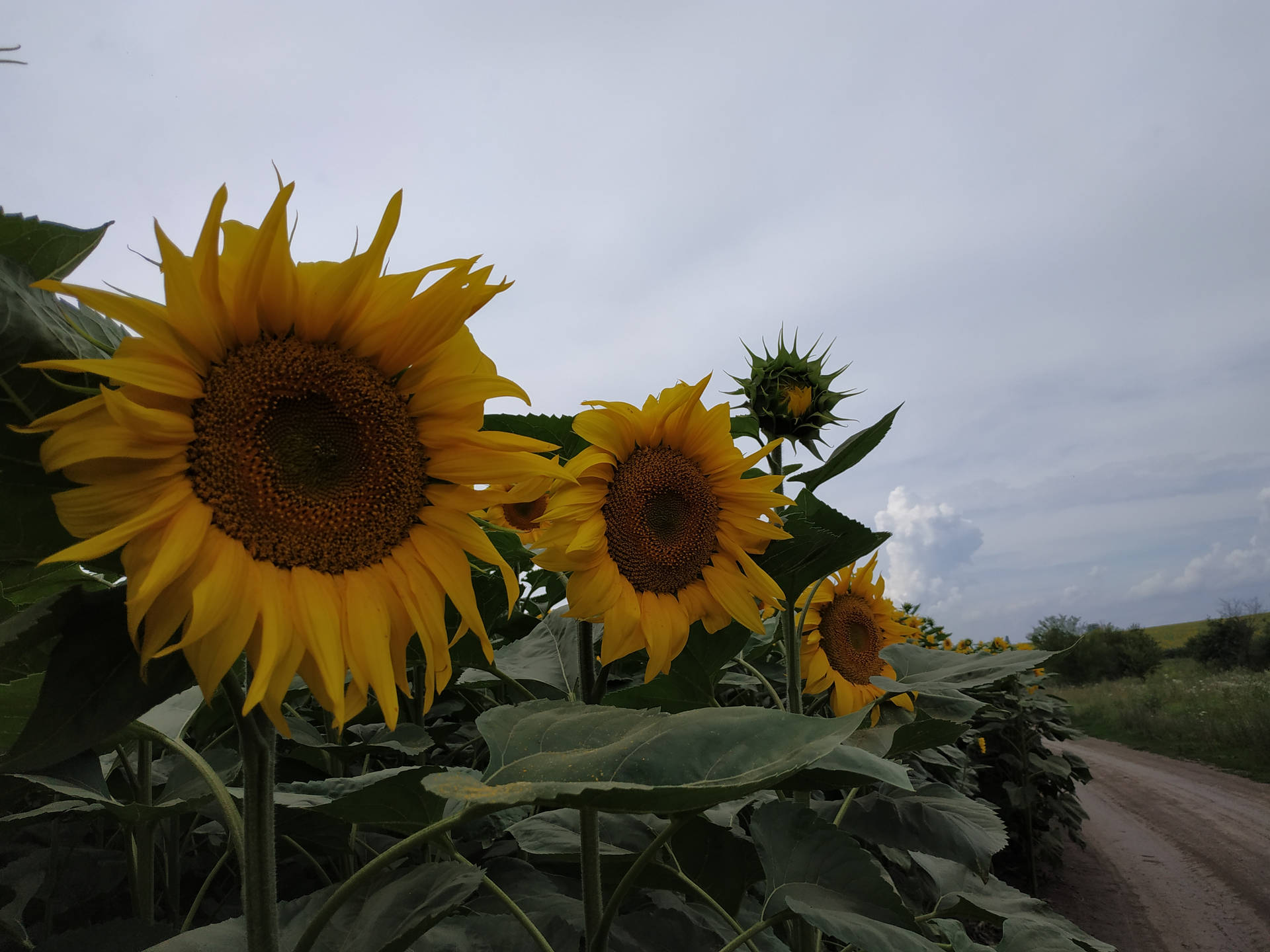 Sunflower Aesthetic Wallpaper