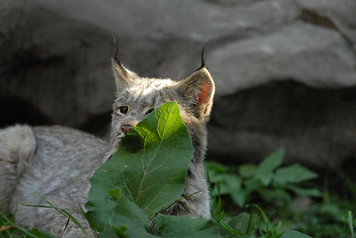 Canada Lynx Lynx canadensis No one can see you if you a