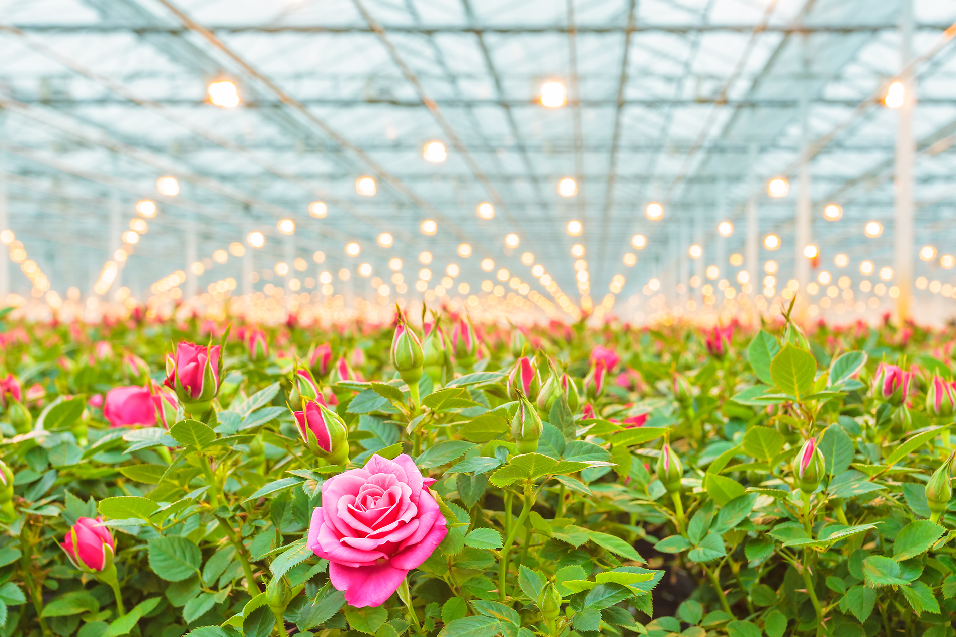 The Roses Grown In Greenhouse Flower Wallpaper Flowers