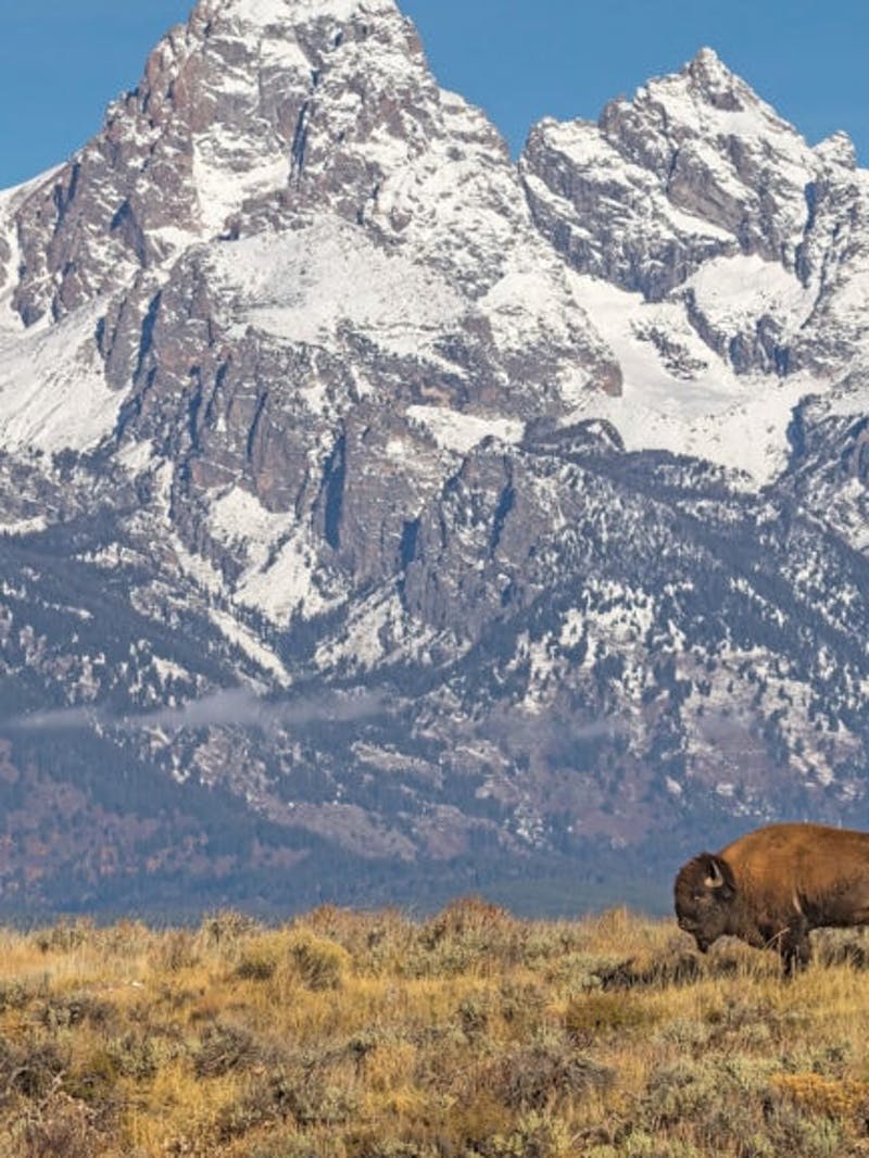In Grand Teton National Park A Dedicated Volunteer Brigade Is