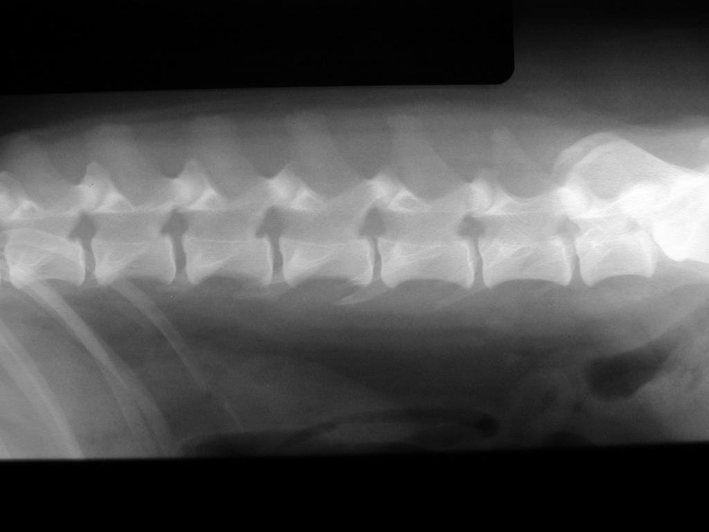 We Can Also Digitize Radiographs Have The Capability To Make