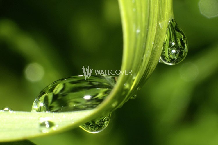 Dewdrops On Grass Xxlwallpaper Wallcover