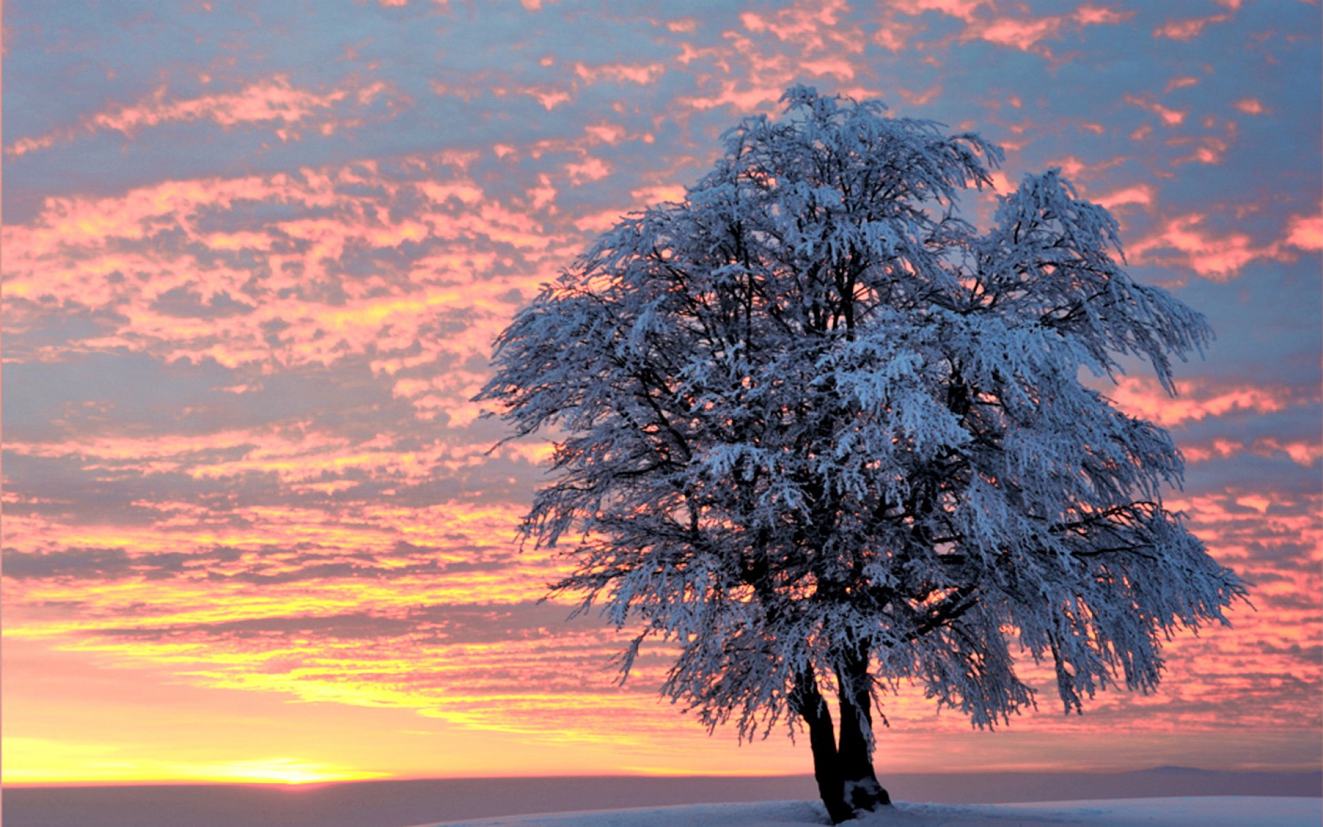 Sunset Winter Tree Wallpaper Stock Photos