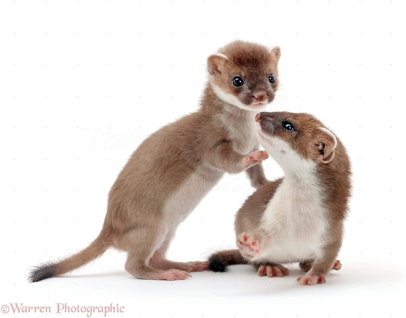 Young Stoats Photo Wp28114