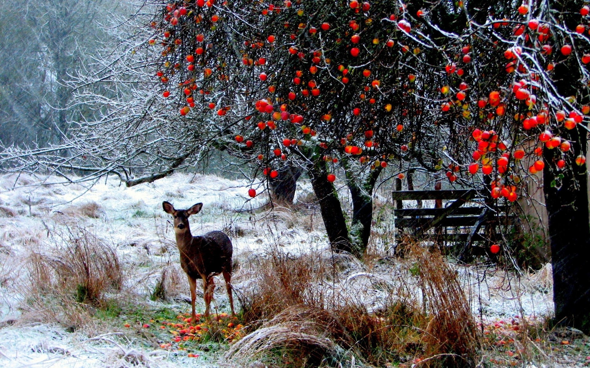 Landscapes Nature Animals Deer Winter Snow Snowing Snowflakes Berries