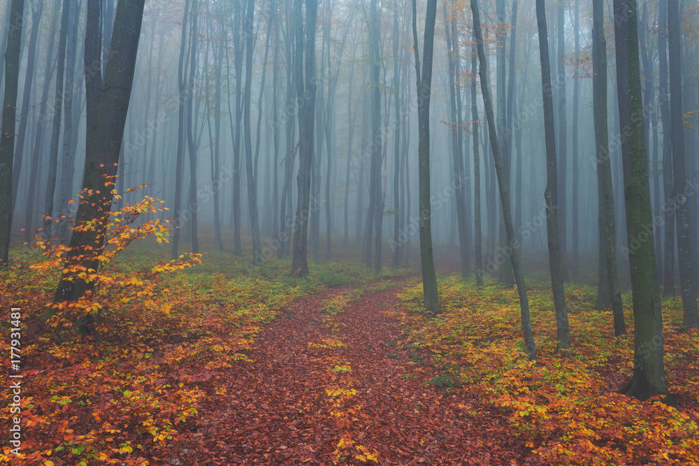 Mystical Forest Wallpaper