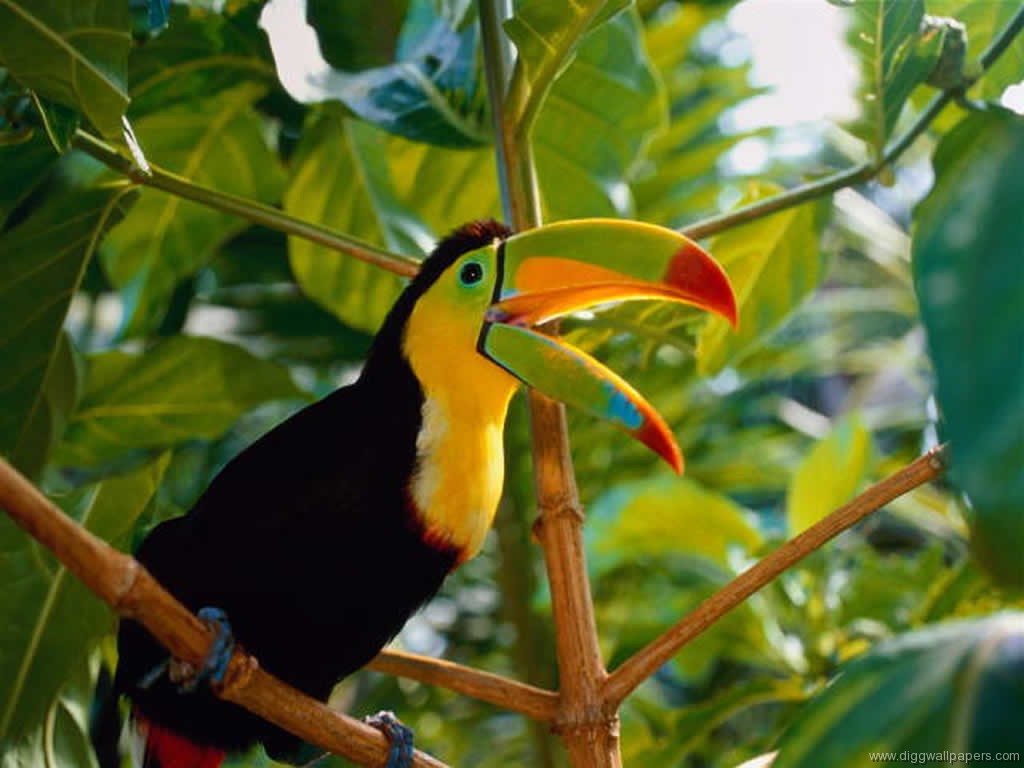Funny Parrot Desktop Wallpaper Animal