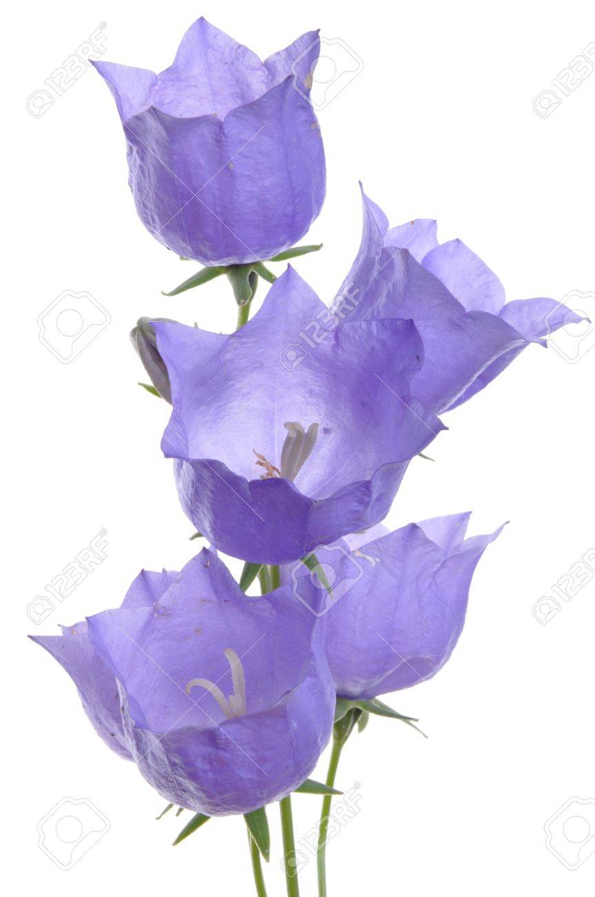 The Delicate Purple Bell Flower Isolated On White Background Stock