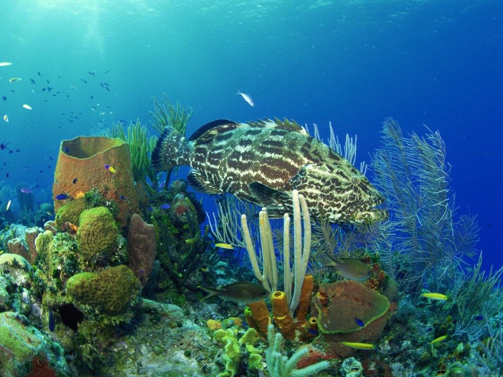 Bass Fish Underwater Life Wallpaper High Quality