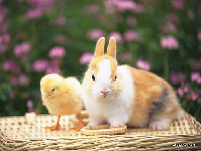 Rabbits Photo Baby Bunny And A Little Chick Lovable Pet In Garden
