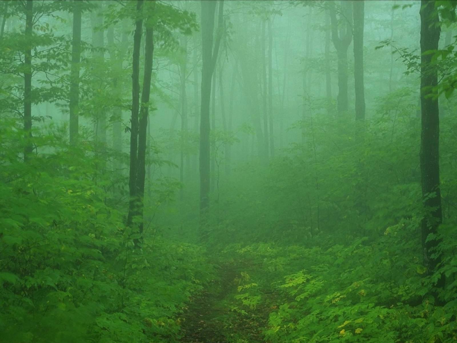 Misty Forest Path Cachedmay The Trees Wallpaper