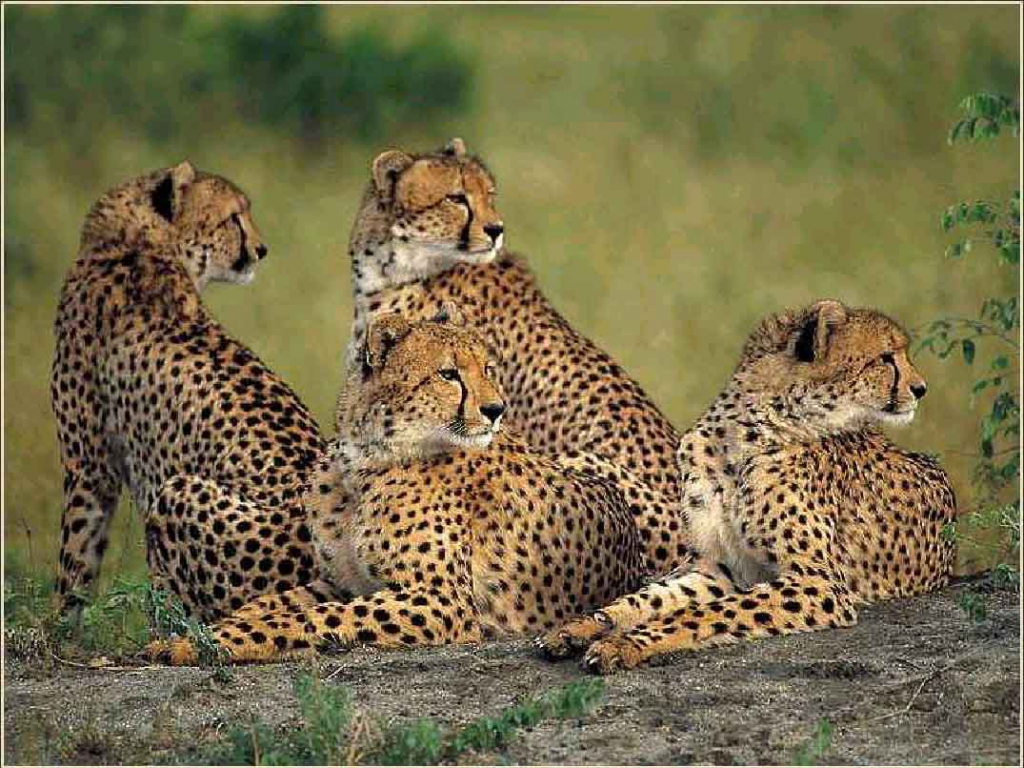 Group of Cheetah Photos