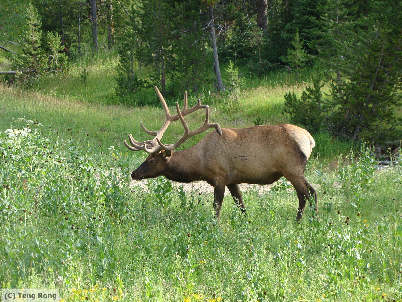 Bull Elk Wallpaper HD In Yellowstone By