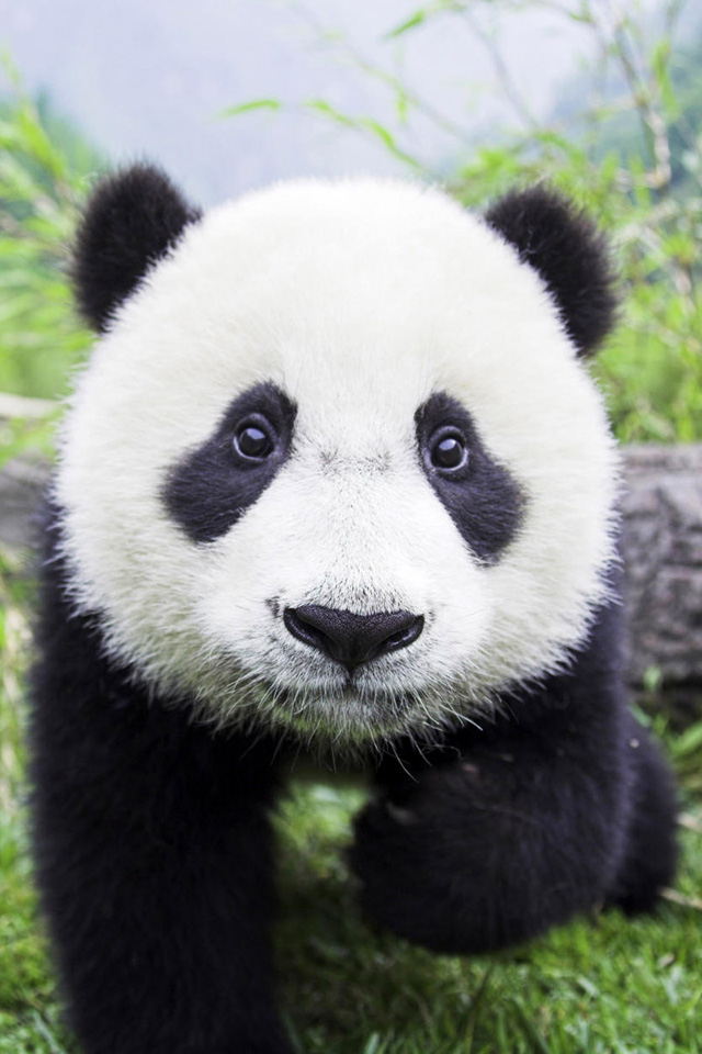 Panda Bear Closeup iPhone 4s Wallpaper