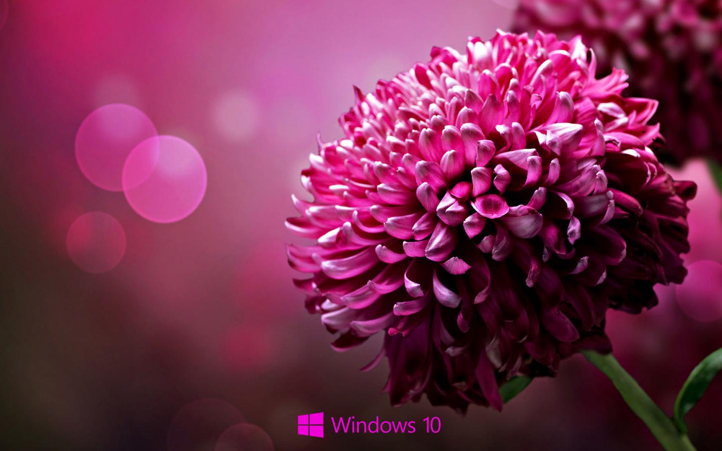Desktop Background For Windows With Purple Flower HD Wallpaper