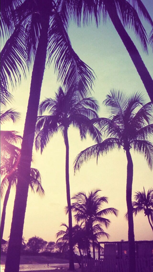 Palm trees sunset iphone wallpaper Cutie in 2019 Pinterest