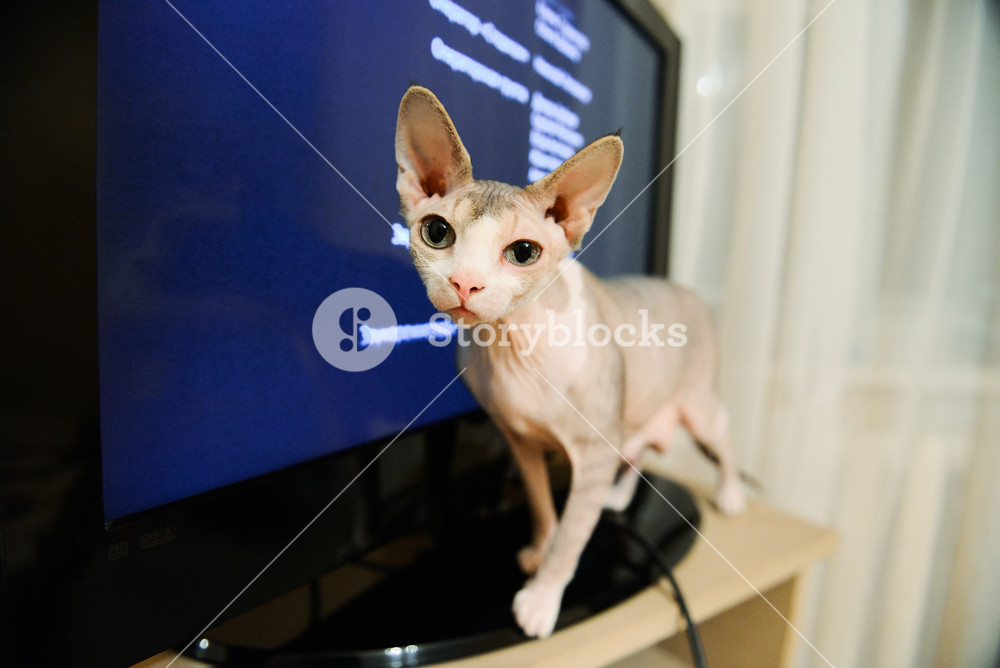 Sphynx Cat Stands On The Dresser Background Of Tv