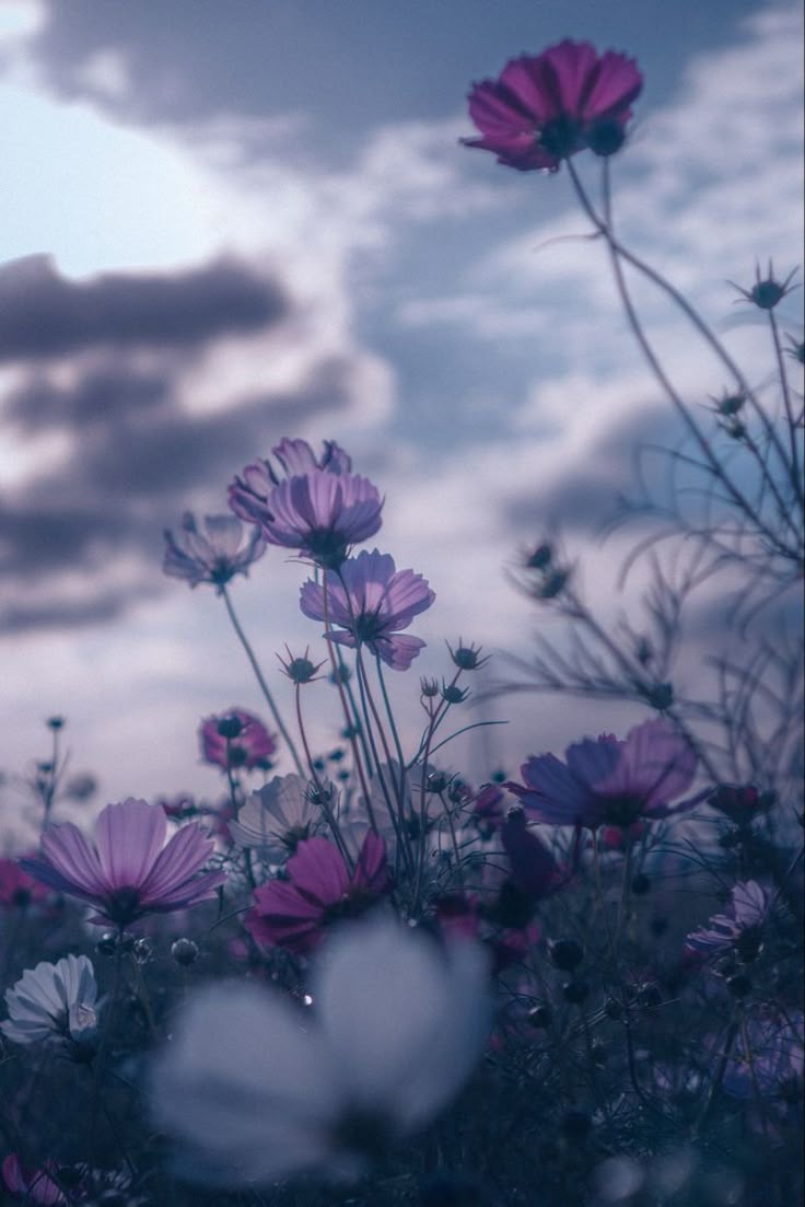 Aesthetic Wallpaper