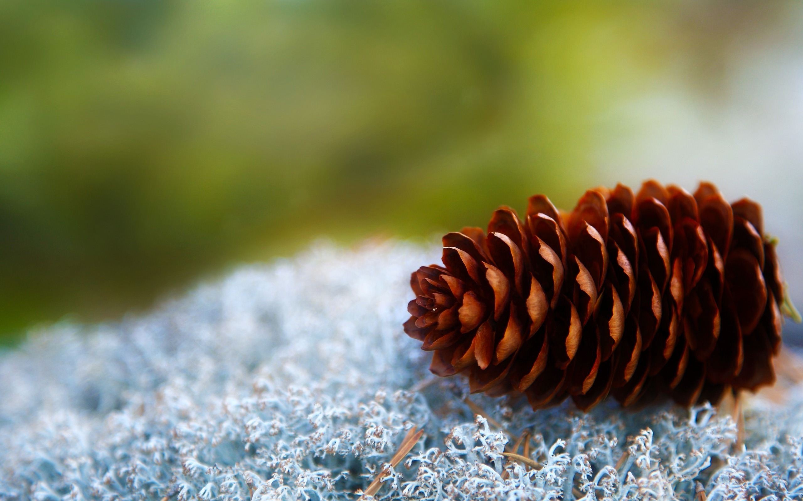 Pine Cone Wallpaper - WallpaperSafari