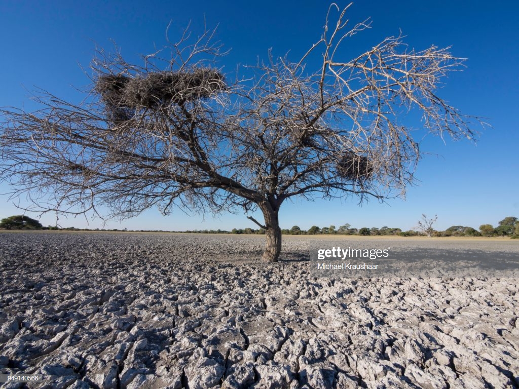 Withered Tree Makgadikgadi Pan Botswana High Res Stock Photo