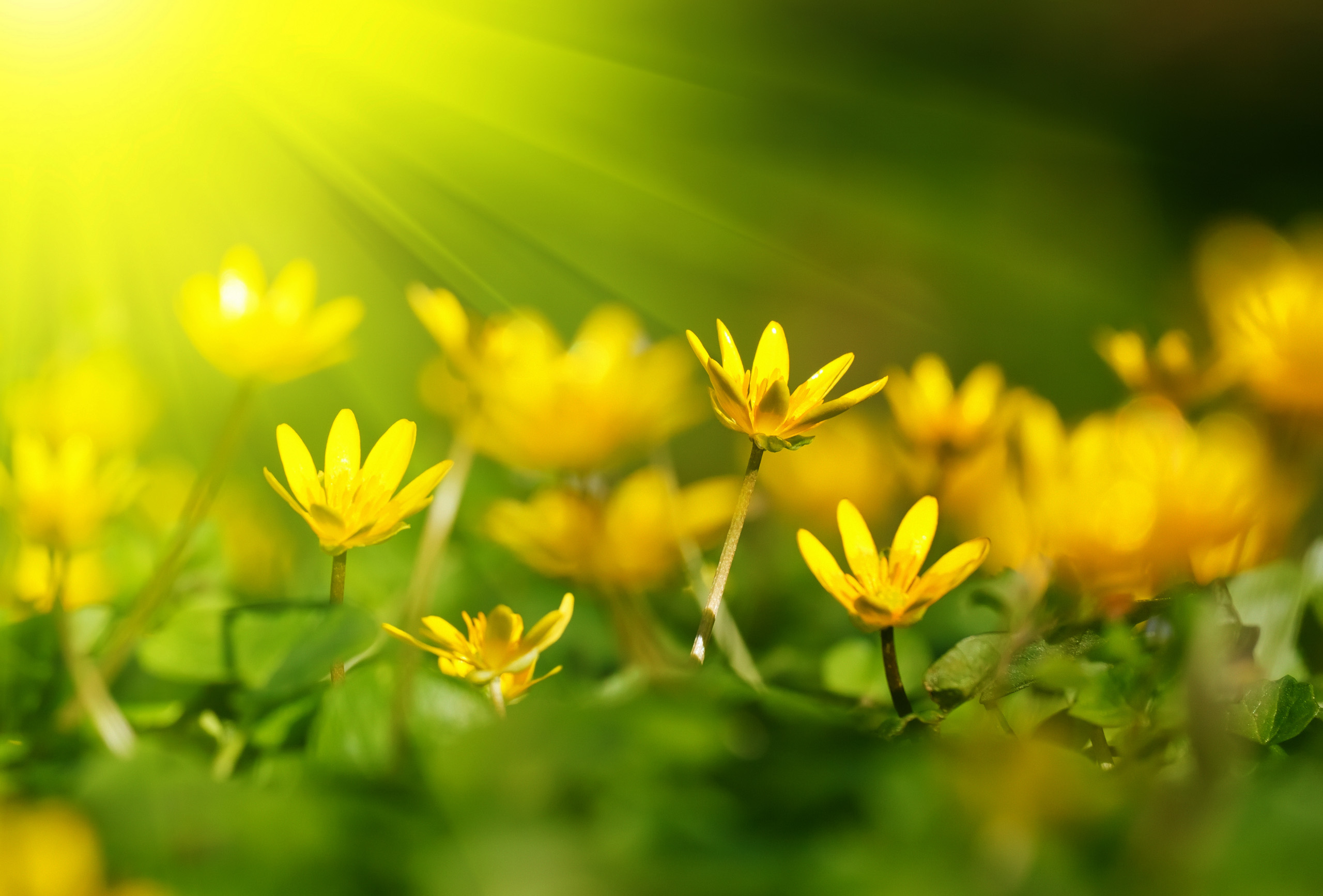 High Definition Nature Wallpaper With Yellow Blossoms In Summer HD