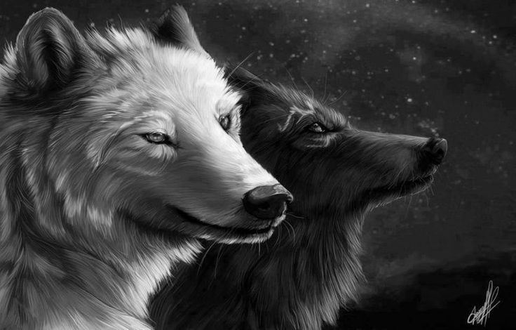 [44+] Black and White Wolf Wallpaper on WallpaperSafari