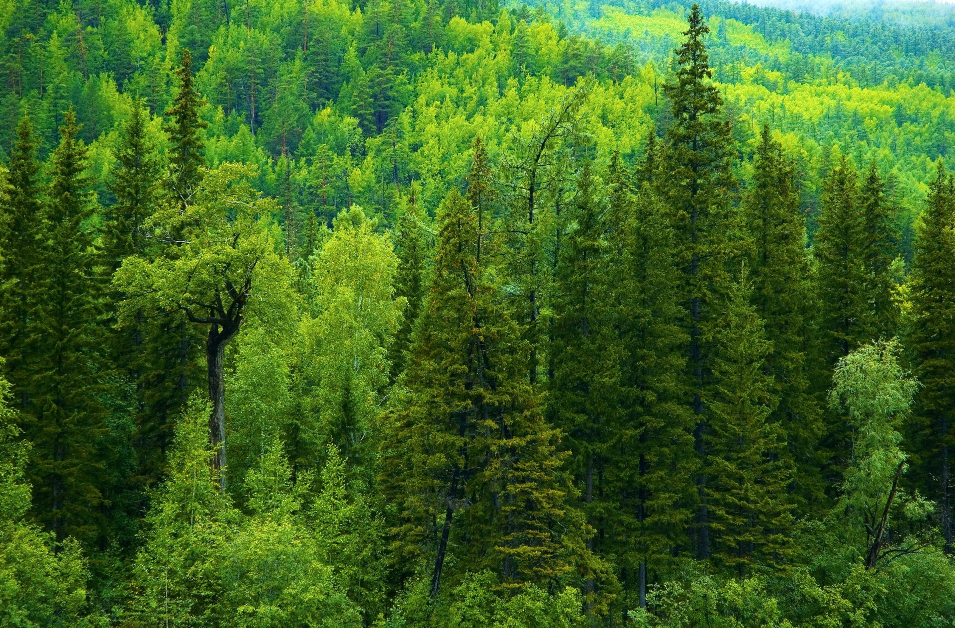 Russia Forest Tree Spruce Taiga Green HD Wallpaper