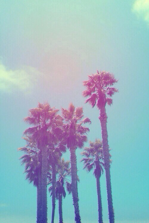 Palm Trees iPhone Wallpaper