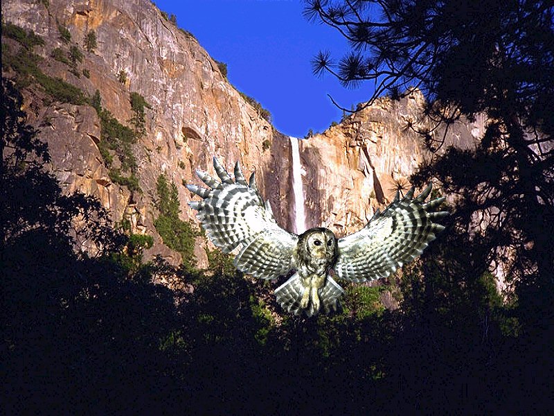 Grey Olltwit Software Yosemite Desktop Background