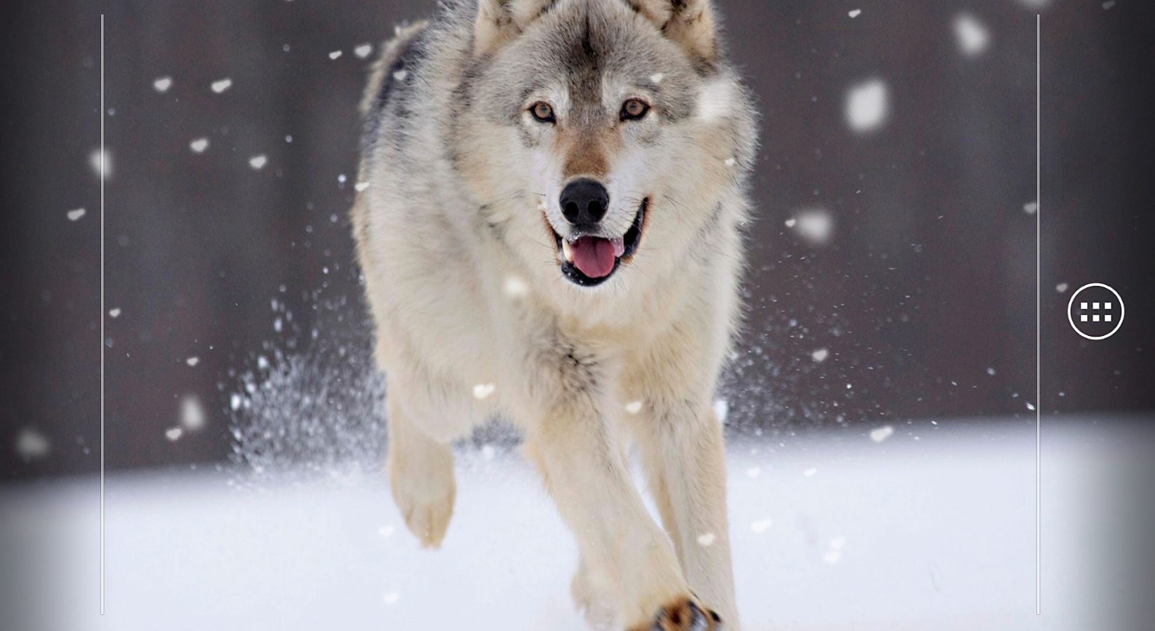 Wolf Live Wallpaper Android Apps On Google Play