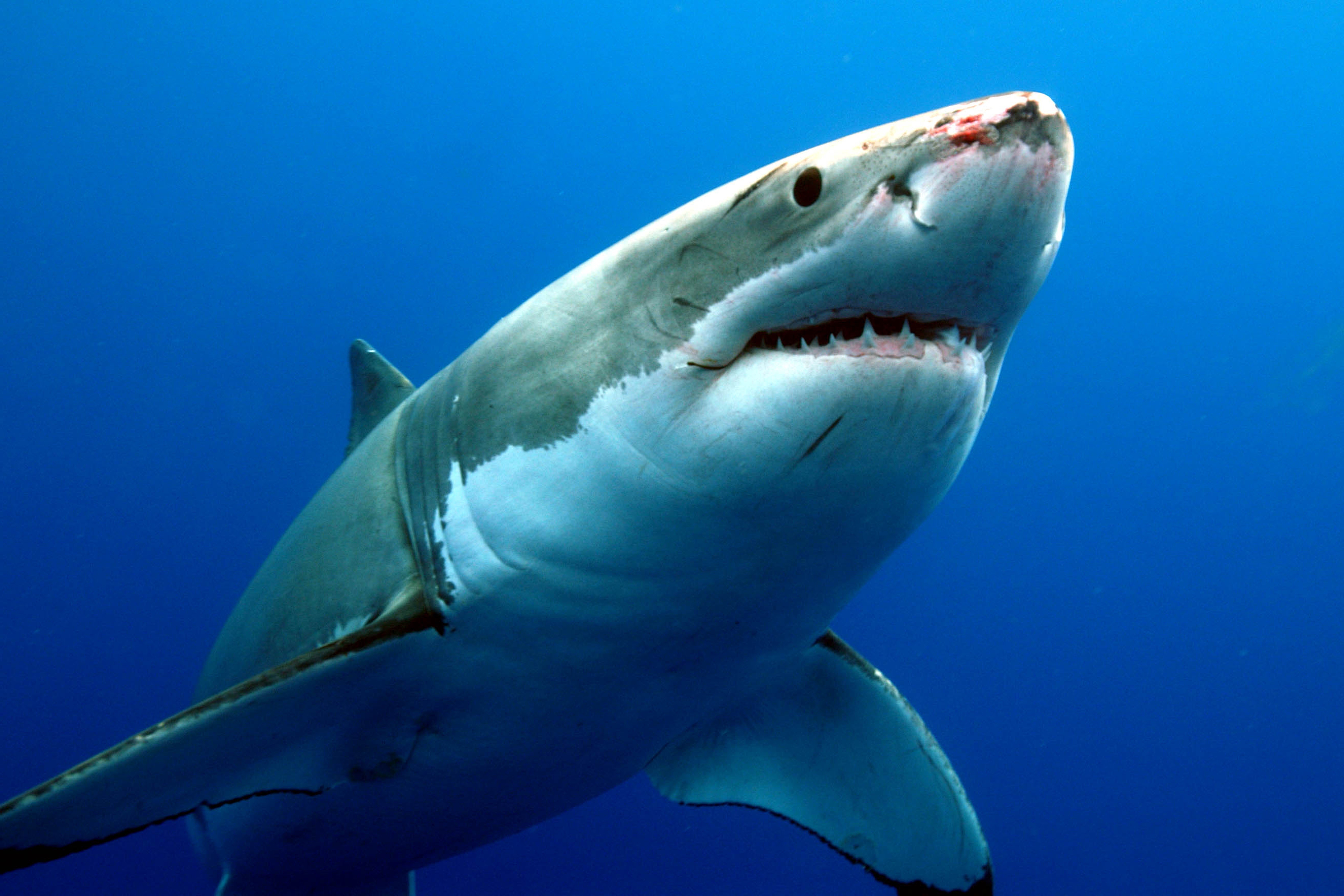 Shark Wallpaper HD