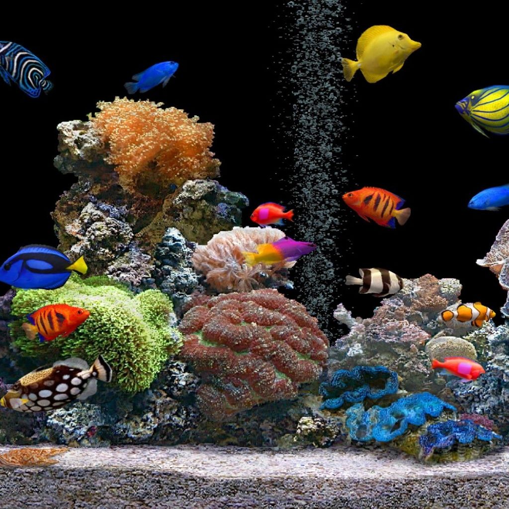 Fish Tank Moving Desktop Background Aquarium