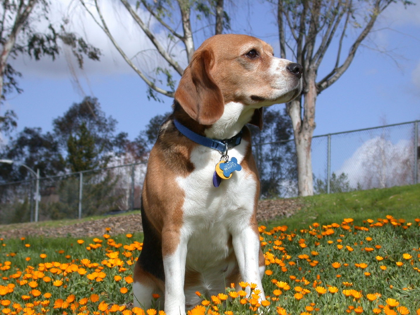 Animal Wallpaper Beagle Puppy