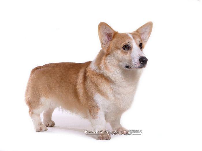 And Large Erect Ears The Cardigan Welsh Corgi Is With