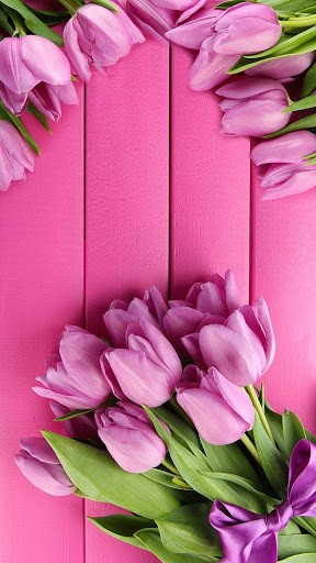 Pink Tulips Wallpaper Iphone Pink tulips live wallpaper app