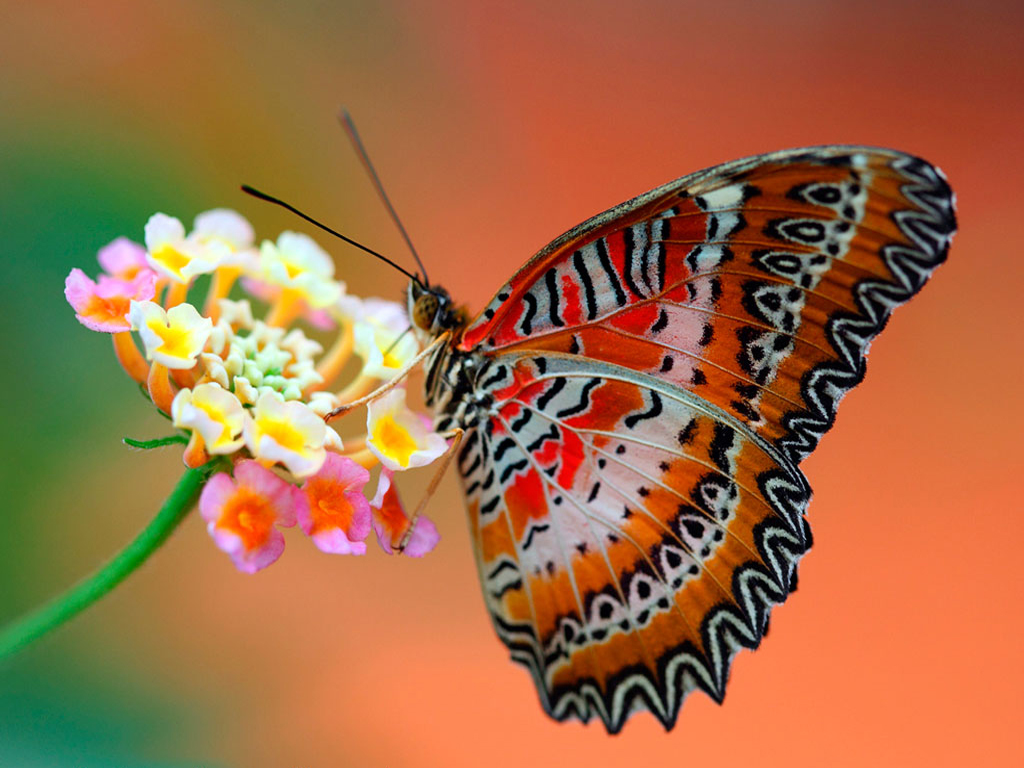 Beautiful Wallpaper For Desktop HD Butterfly