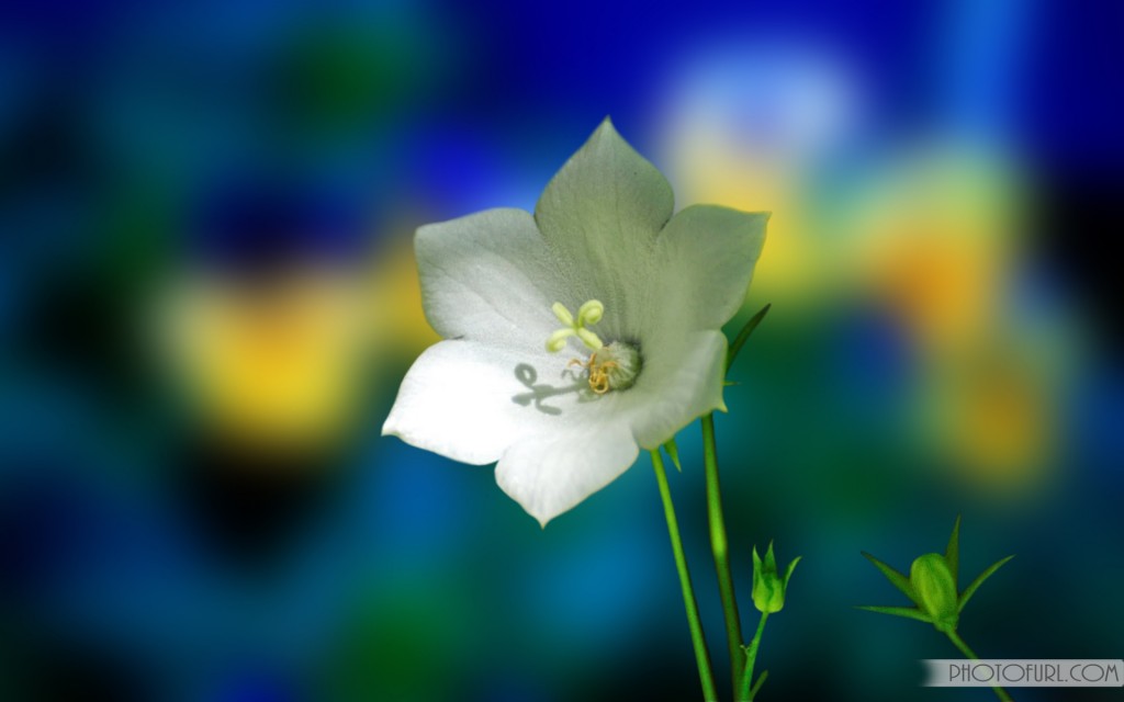 Back Gallery For Beautiful Flower Wallpaper Desktop Animated