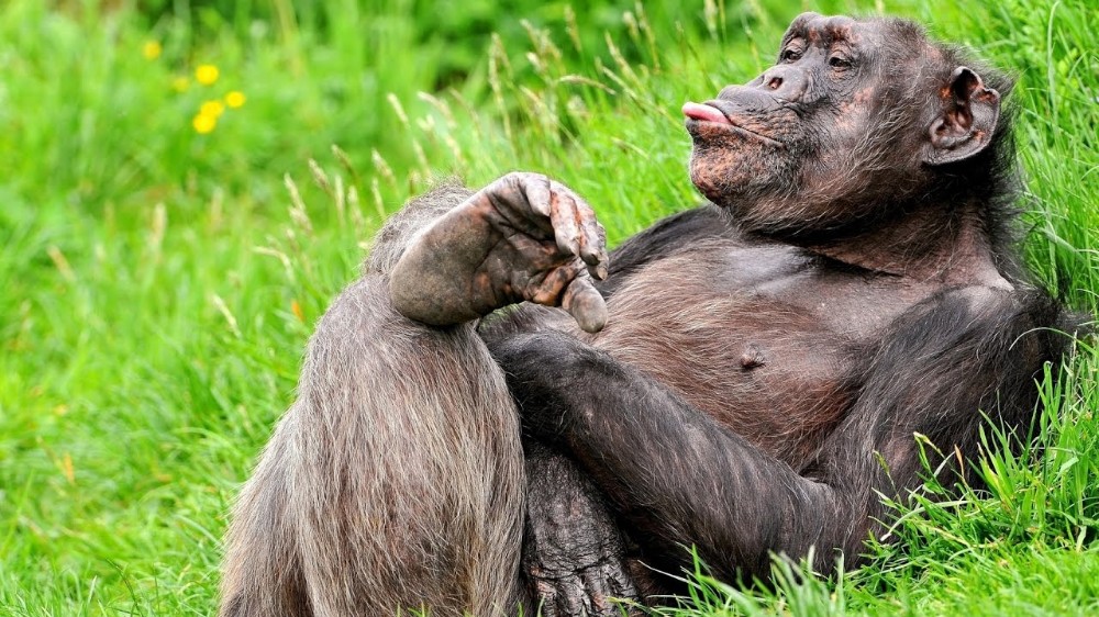 Create Meme Photo Gorilla Funny Chimpanzee Laughs