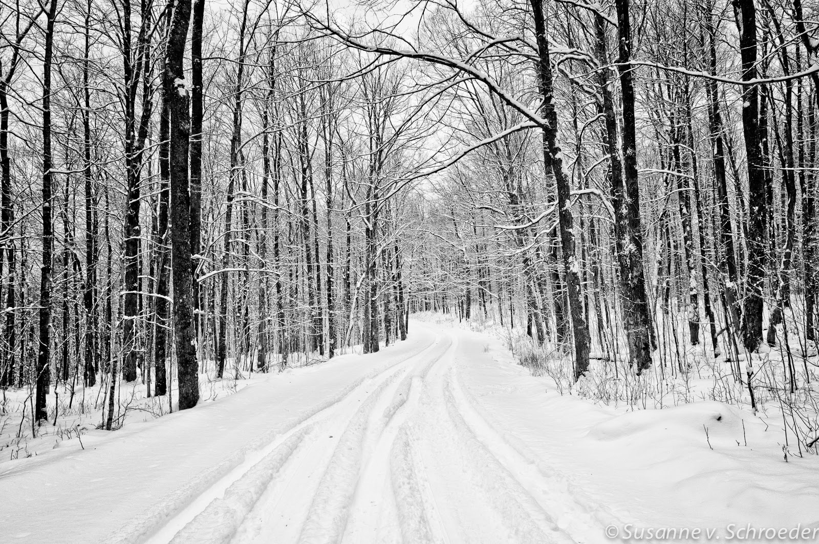 Soul Centered Photography Black And White Winter